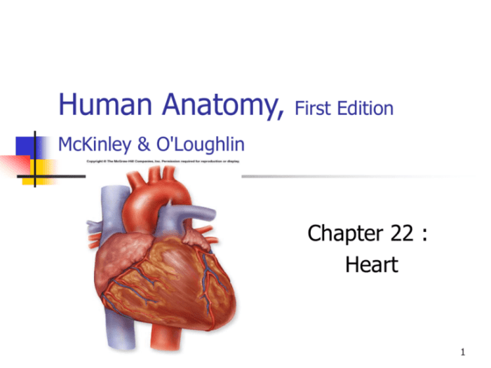 Mckinley anatomy & physiology 4th edition