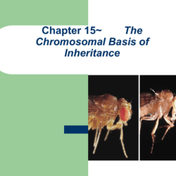 The chromosomal basis of inheritance chapter 15