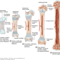 Ossification endochondral diagrams